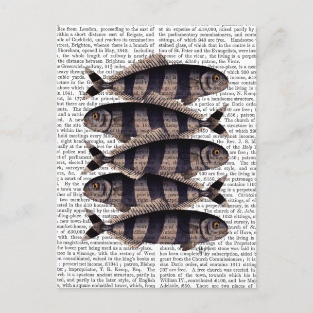 Five Striped Fish Postcard (Front)
