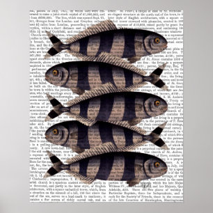 Five Striped Fish Poster
