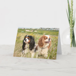 Fjalar and Mira Icelandic Cavaliers Thank You Card