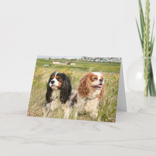 Fjalar and Mira Icelandic Cavaliers Thank You Card (Front)