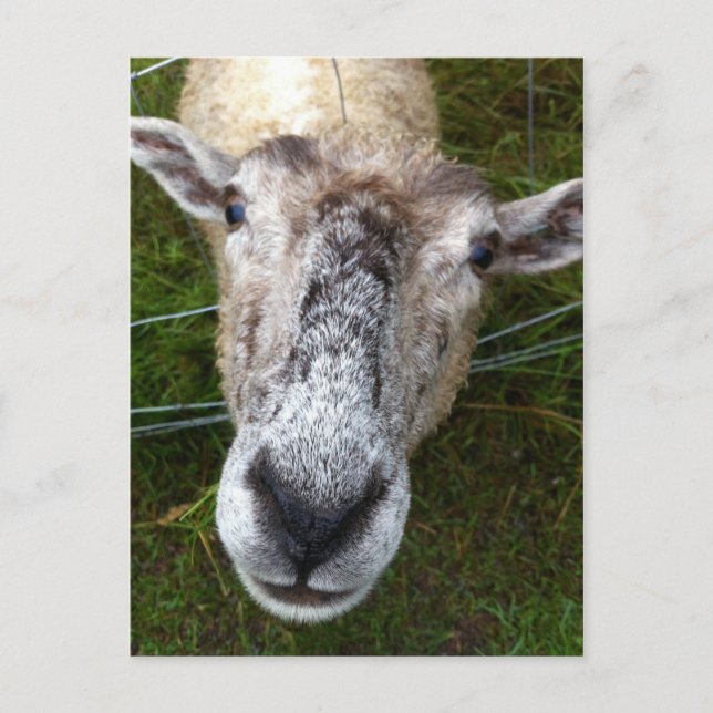Fjun the sheep postcard (Front)