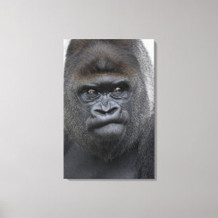 Flachland Gorilla Canvas Print