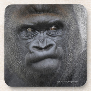 Flachlandgorilla, Gorilla Coaster