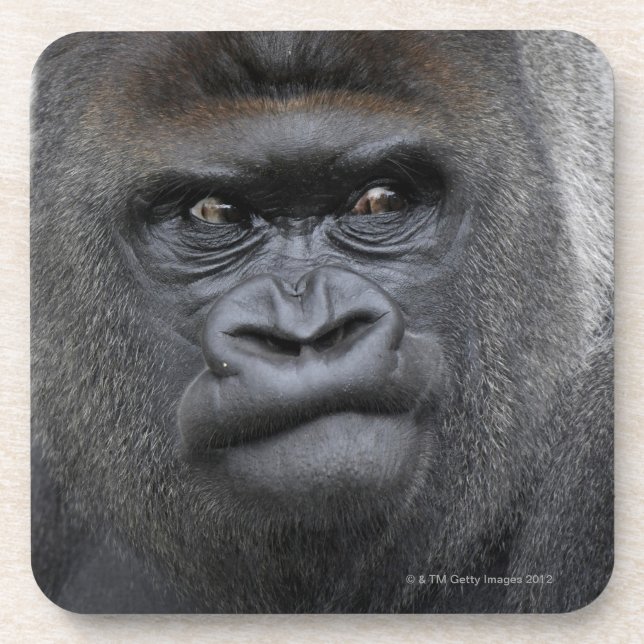 Flachlandgorilla, Gorilla gorilla, Coaster (Front)