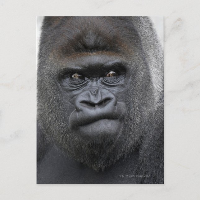 Flachlandgorilla, Gorilla gorilla, Postcard (Front)