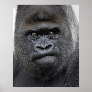 Flachlandgorilla, Gorilla gorilla, Poster