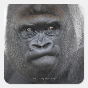 Flachlandgorilla, Gorilla gorilla, Square Sticker