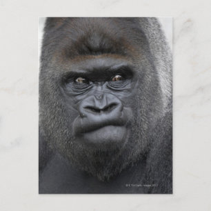 Flachlandgorilla, Gorilla Postcard