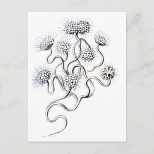 Flagellata, Ernst Haeckel Fine Art Postcard
