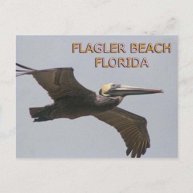 Flagler Beach Pelican Postcard (Front)