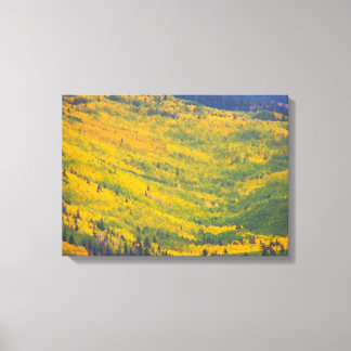 Flagstaff Arizona Aspens Canvas Print