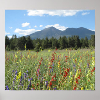 Flagstaff wildflowers poster