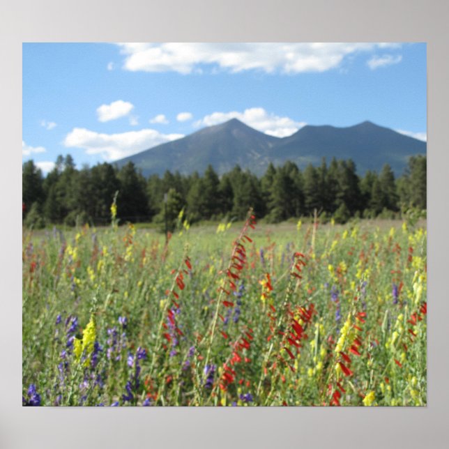 Flagstaff wildflowers poster (Front)