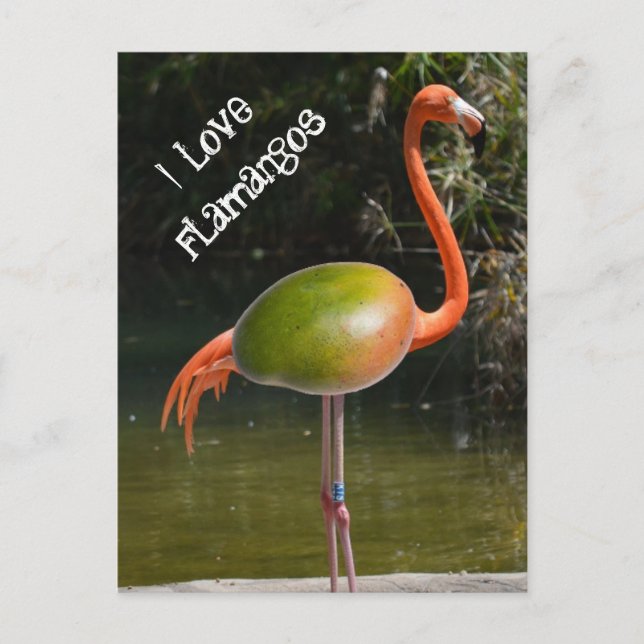 Flamango Postcard (Front)