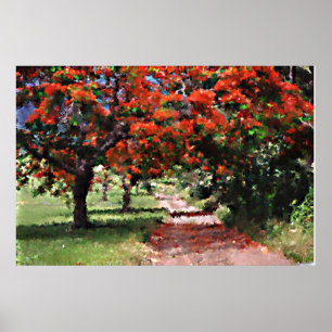 Flamboyan trees poster
