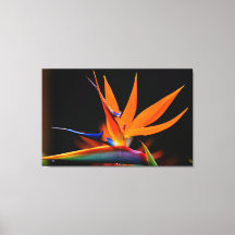 Flamboyant Bird of  Paradise Flower