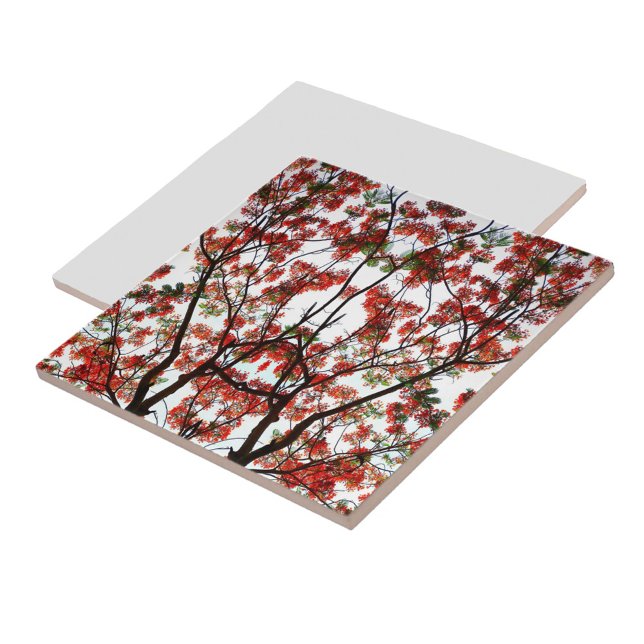 Flamboyant Royal Poinciana Tree Tile (Creator Uploaded)