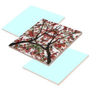 Flamboyant Royal Poinciana Tree Tile