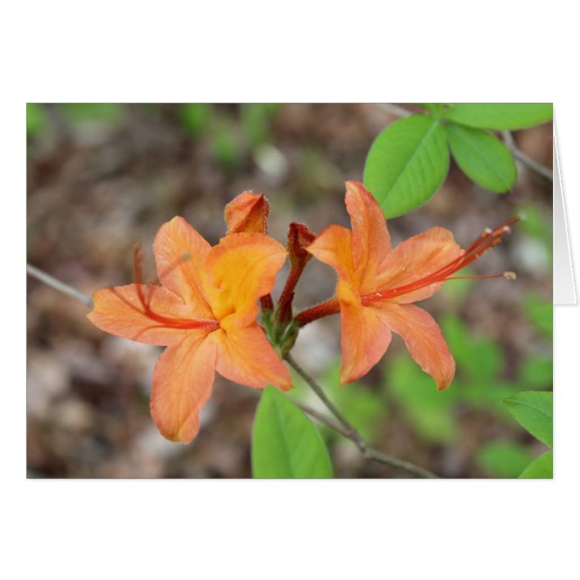 Flame Azalea (Front Horizontal)
