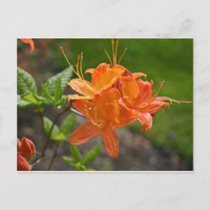 Flame Azalea Spring Post Card