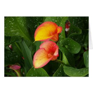 Flame Calla.