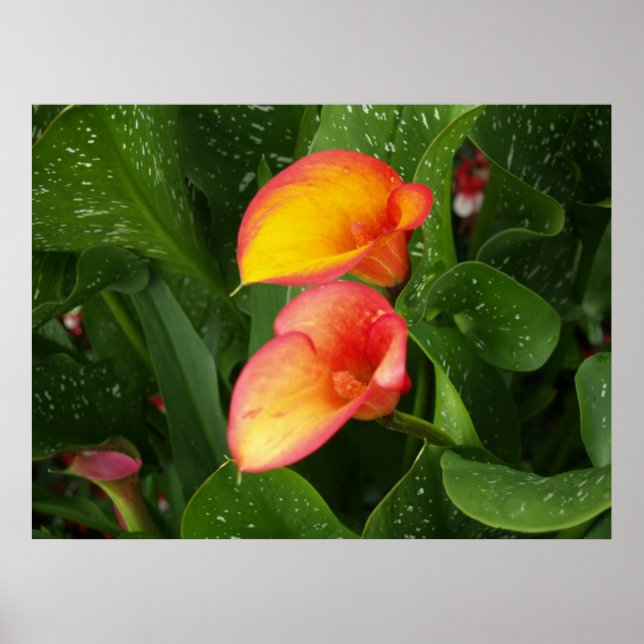 Flame Calla. Poster (Front)