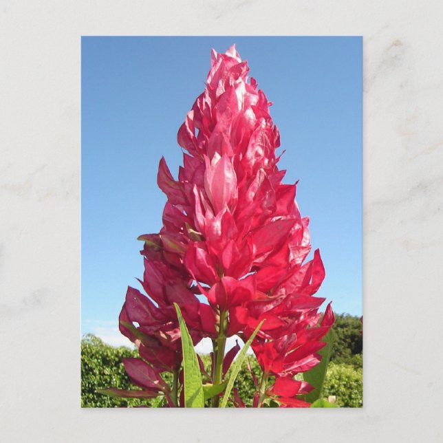 Flame flower (vertical) postcard (Front)