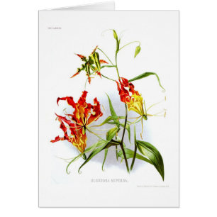Flame lily (Gloriosa superba)