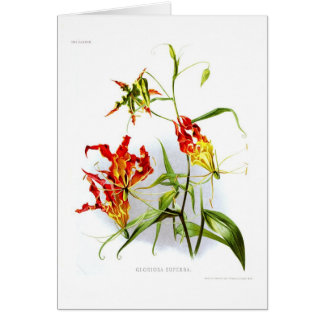 Flame lily (Gloriosa superba)