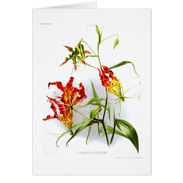Flame lily (Gloriosa superba) (Front)
