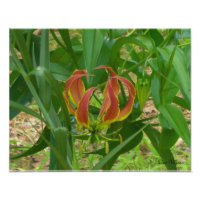 Flame Lily - Gloriosa Superba