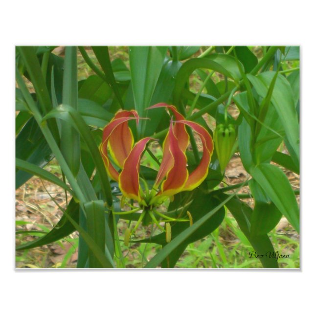 Flame Lily - Gloriosa Superba Photo Print (Front)