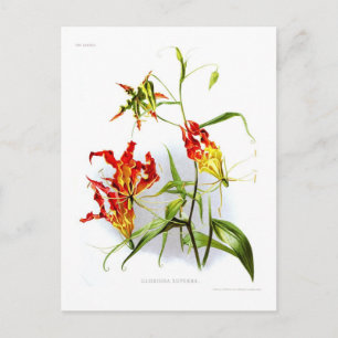 Flame lily (Gloriosa superba) Postcard