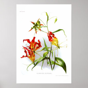Flame lily (Gloriosa superba) Poster