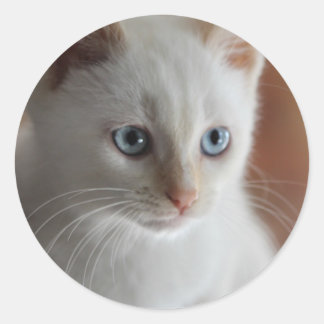 Flame Point Blue Eyes Classic Round Sticker
