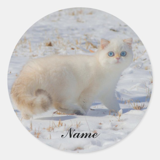 Flame Point Cat with Blue Eyes in the snow Classic Round Sticker (Front)