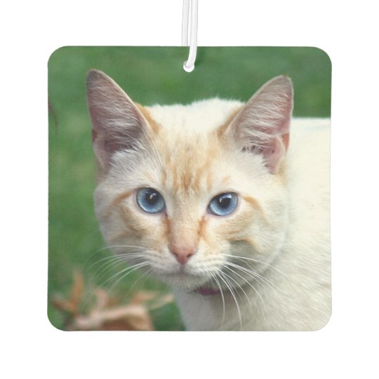 Flame point Siamese cat  face Car Air  Freshener  Zazzle co uk