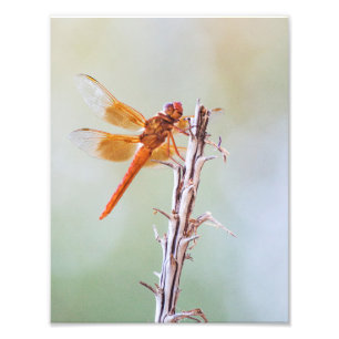 Flame Skimmer Dragon Agave Photo Print