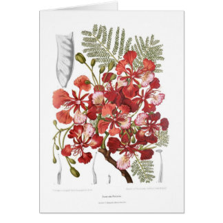 Flame Tree (Delonix regia)
