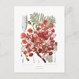 Flame Tree (Delonix regia) Postcard