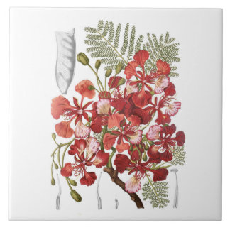 Flame Tree (Delonix regia) Tile