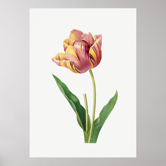 Flame Tulip Vintage Botanical Illustration Poster (Front)