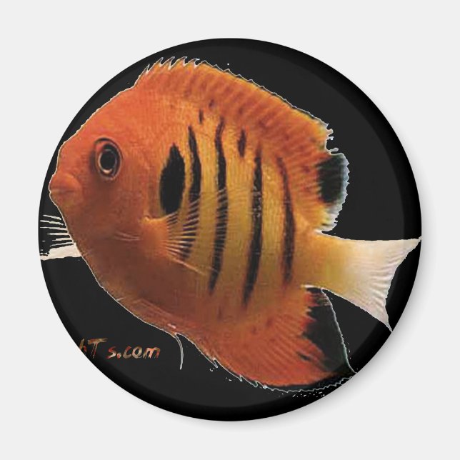 FlameAngel Magnet (Front)