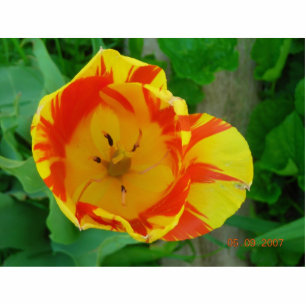 FLAMED TULIP (PHOTOSCULPTURE) PHOTO SCULPTURE MAGNET
