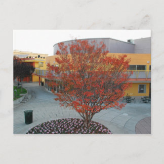 FlameTree Yerba Buena Postcard