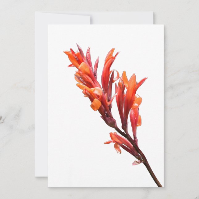 Flaming Canna Announcement (Front)