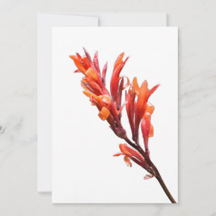 Flaming Canna Announcement