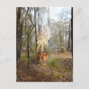 Flaming Grasstree Holiday Card
