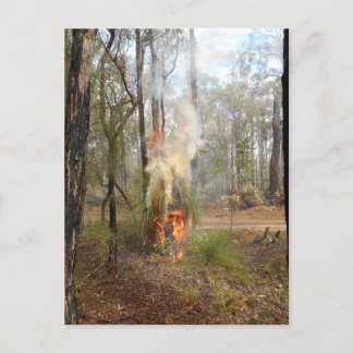 Flaming Grasstree Holiday Card