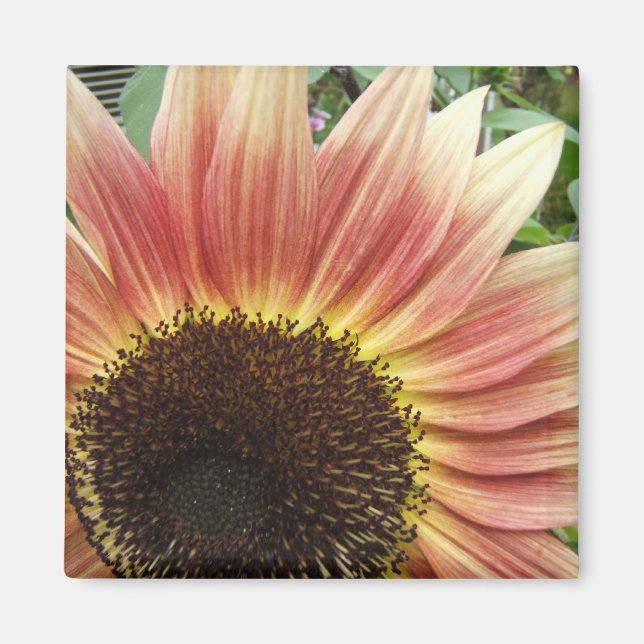 Flaming Sunflower ~ magnet (Front)